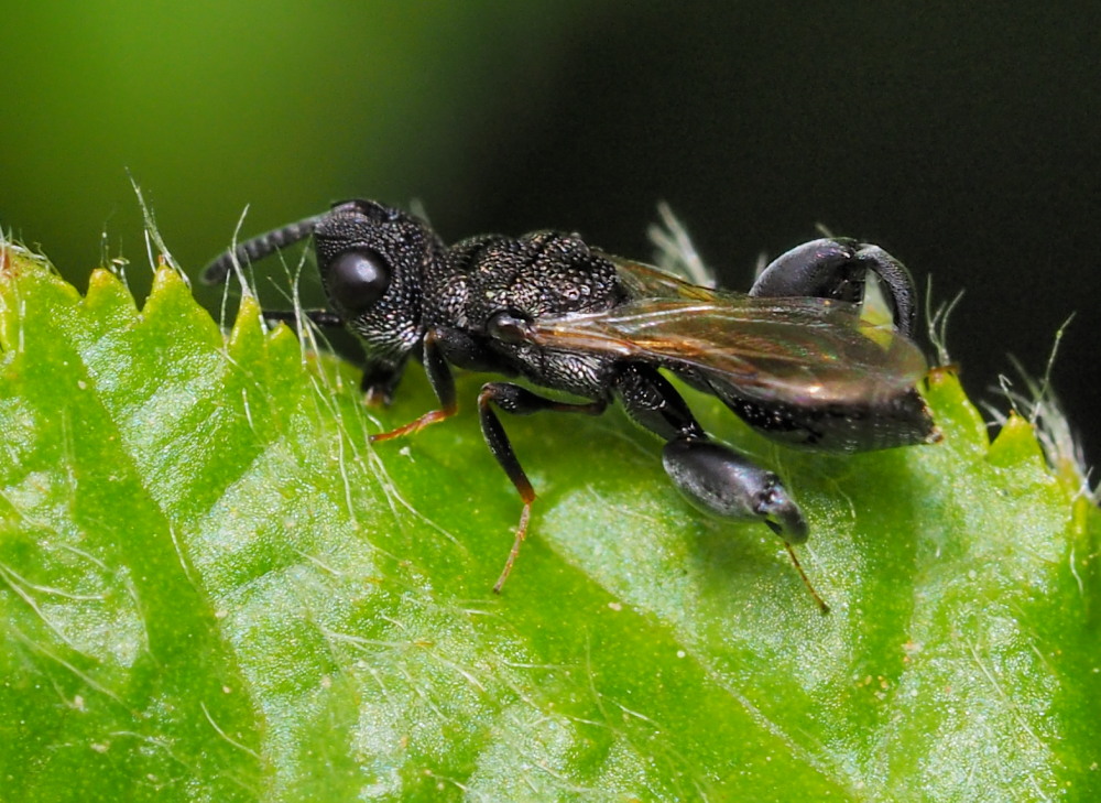 Dirhinus hesperidum (Chalcididae)