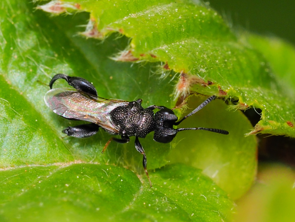 Dirhinus hesperidum (Chalcididae)