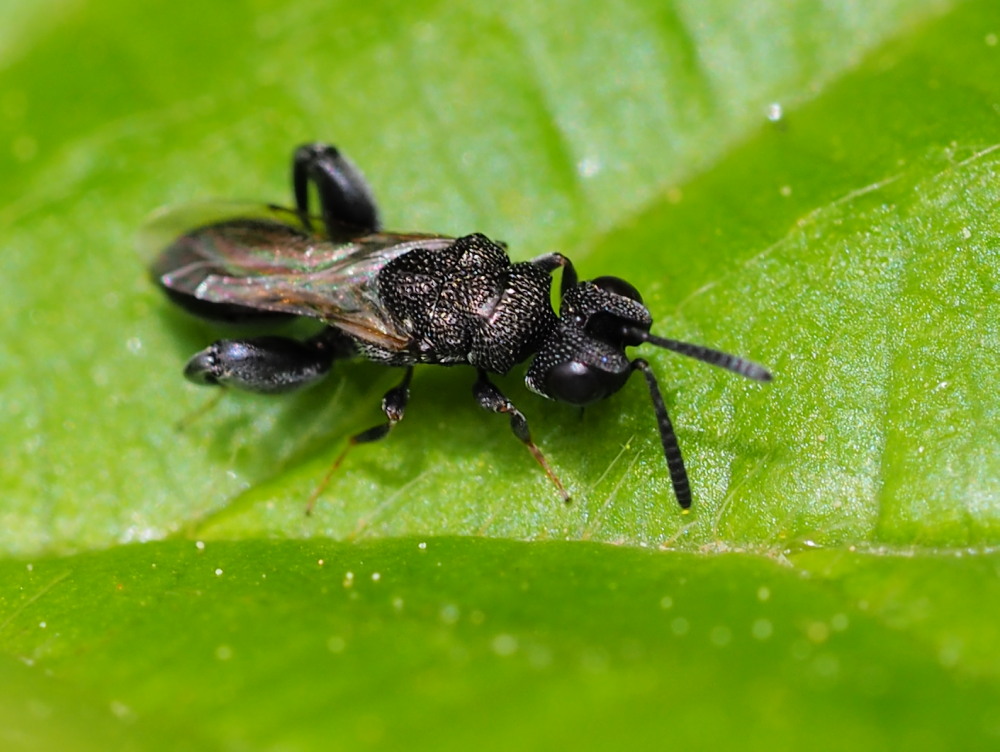 Dirhinus hesperidum (Chalcididae)