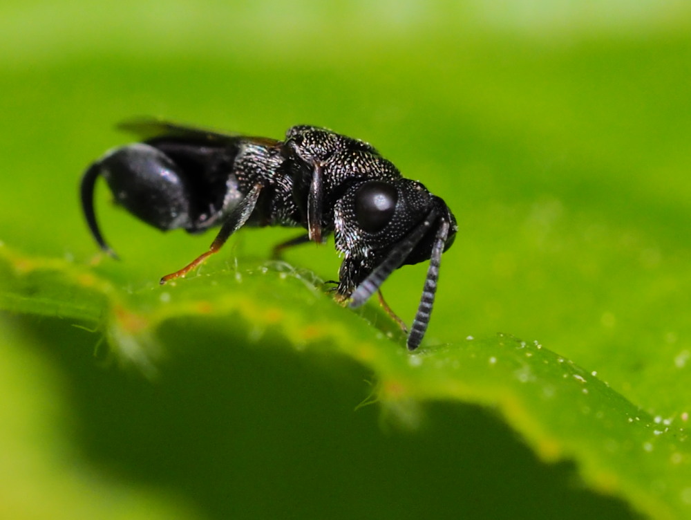 Dirhinus hesperidum (Chalcididae)