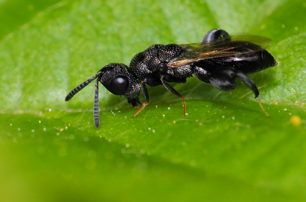 Dirhinus hesperidum (Chalcididae)