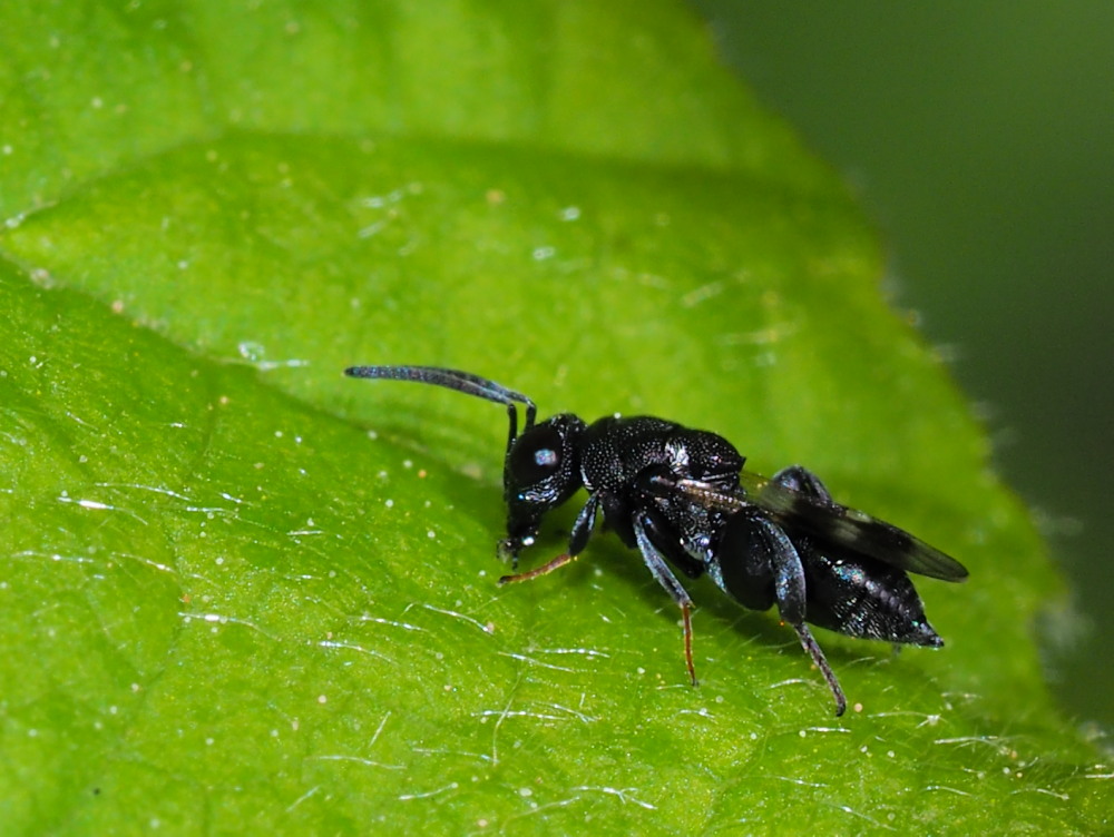 Chalcididae da identificare 1