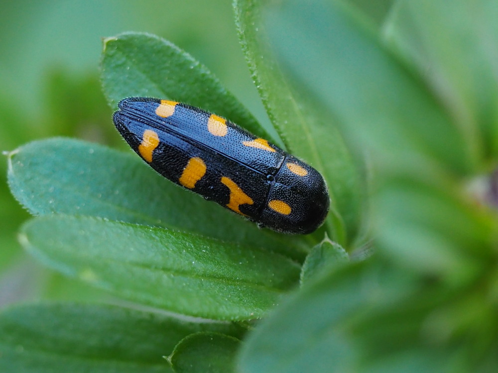 Buprestidae: Ptosima undecimmaculata