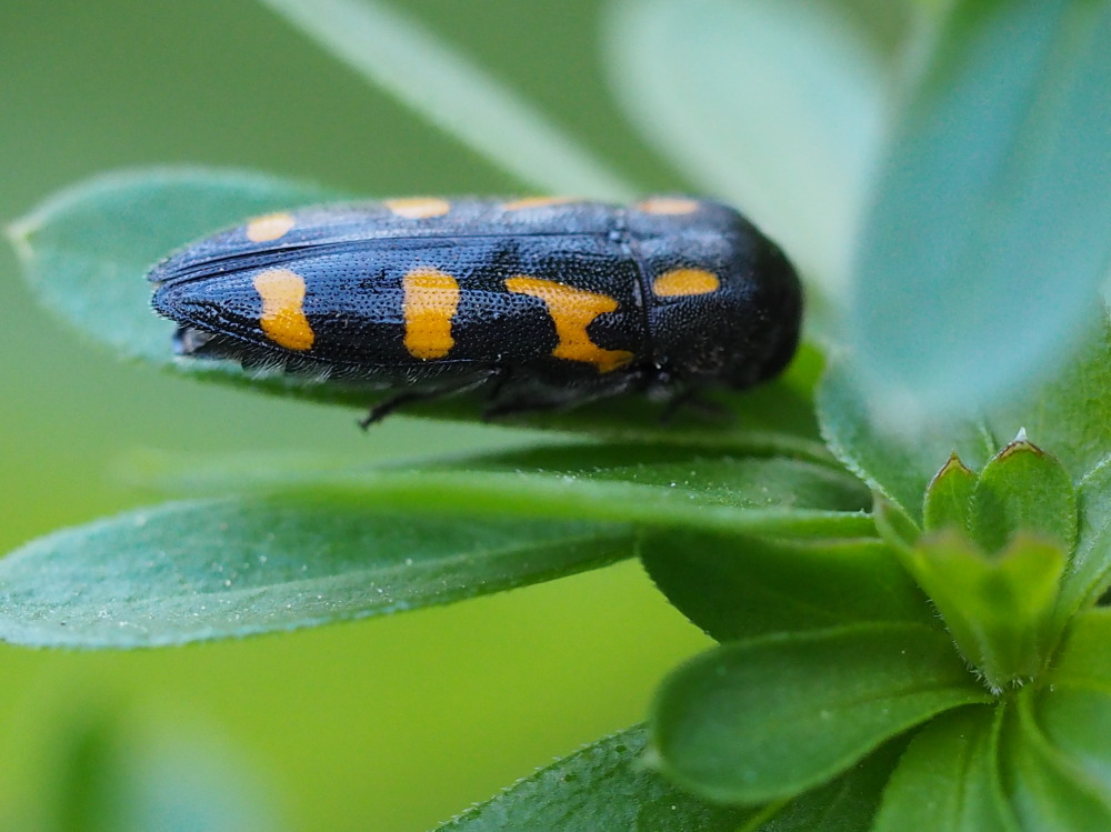 Buprestidae: Ptosima undecimmaculata