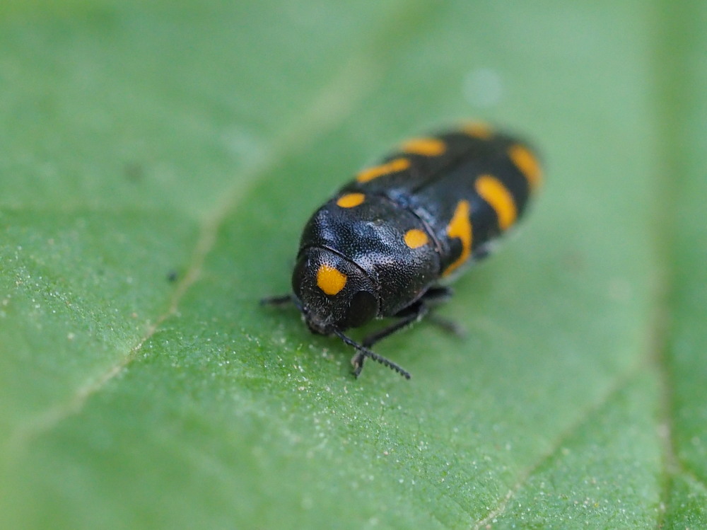 Buprestidae: Ptosima undecimmaculata