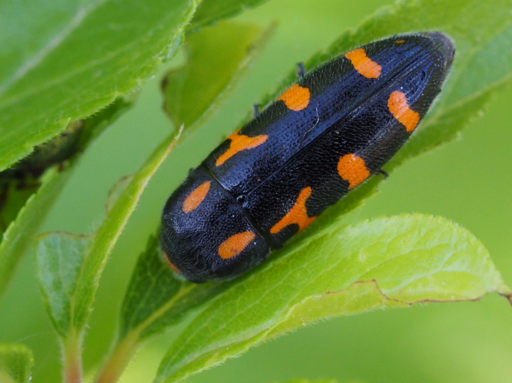 Buprestidae: Ptosima undecimmaculata