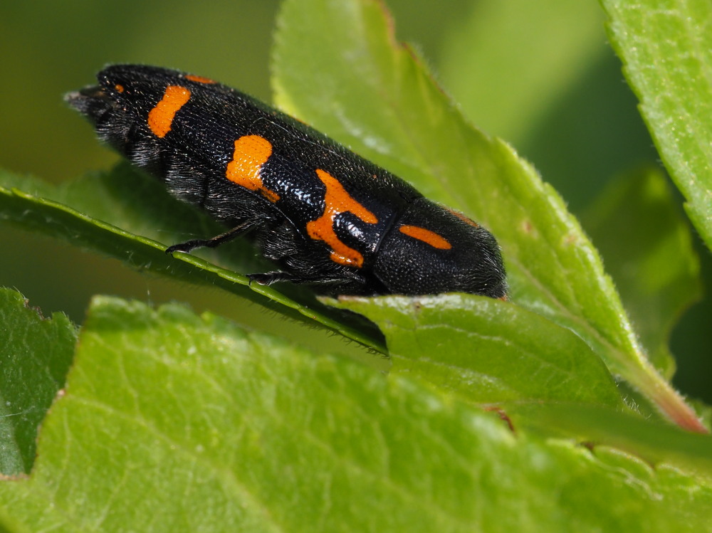 Buprestidae: Ptosima undecimmaculata