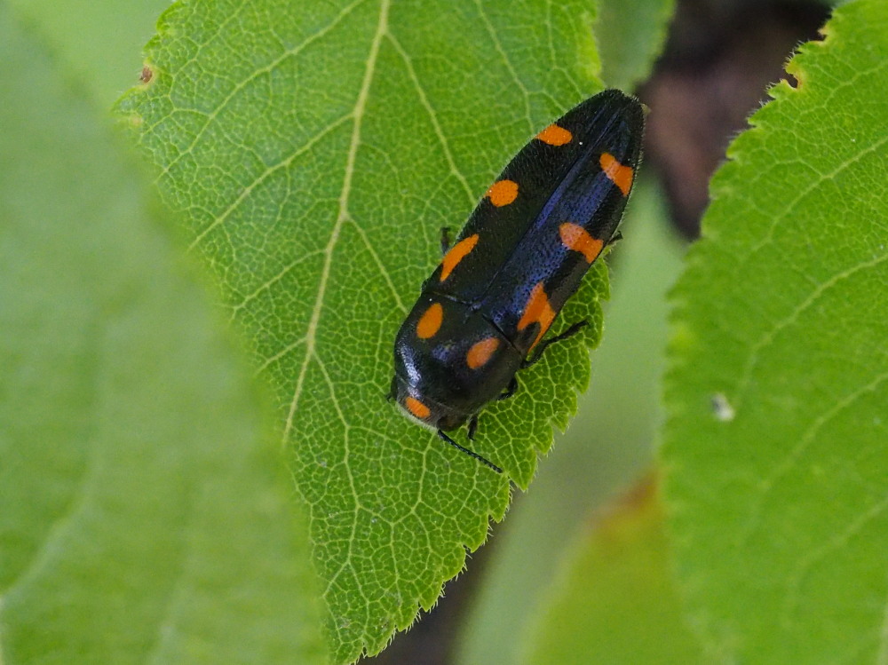 Buprestidae: Ptosima undecimmaculata