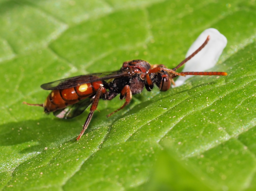 Apidae: Nomada  sp.?  S !