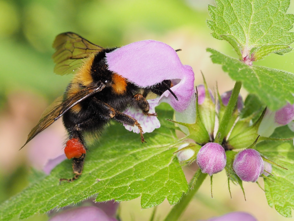 Apidae: Bombus (Megabombus) ruderatus atrocorbiculosus.