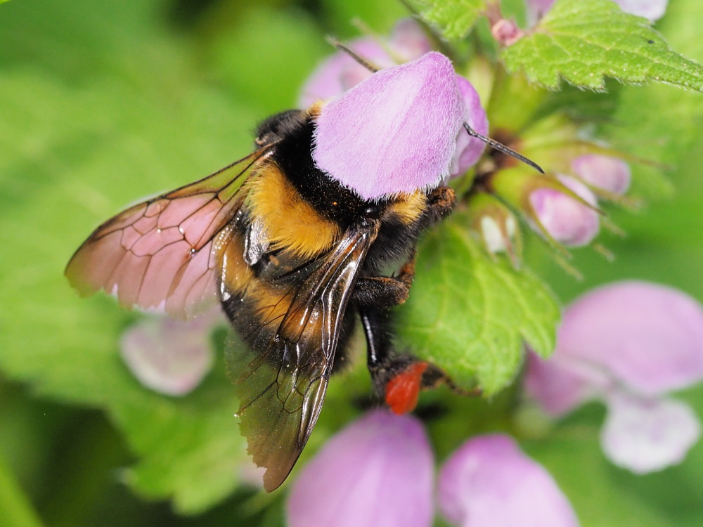 Apidae: Bombus (Megabombus) ruderatus atrocorbiculosus.