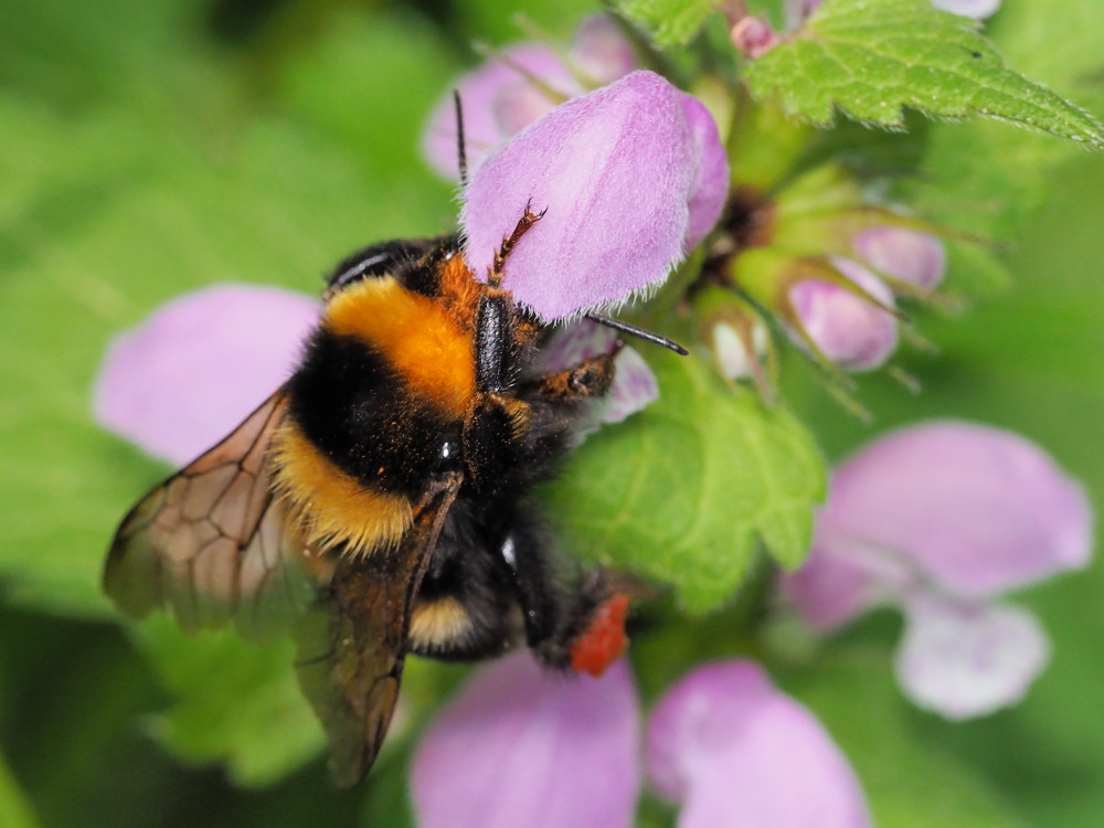 Apidae: Bombus (Megabombus) ruderatus atrocorbiculosus.