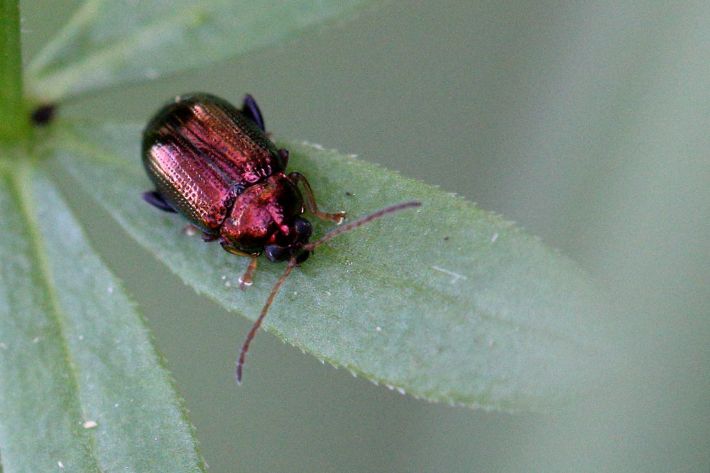 Chrysomelidae:   Crepidodera aurea