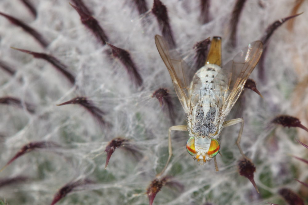 Tephritidae:  Terellia longicauda?  S, femmina