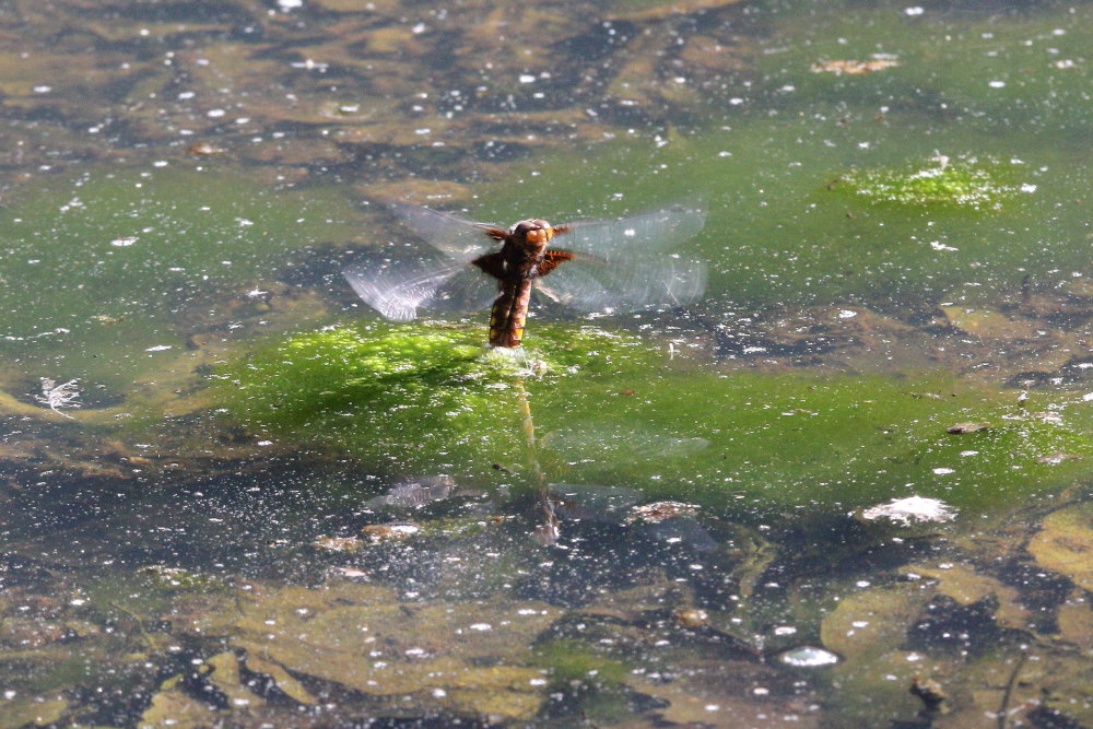 Libellula depressa?  S !