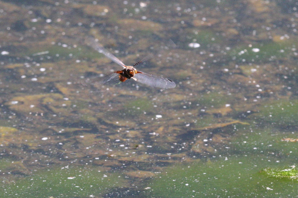 Libellula depressa?  S !