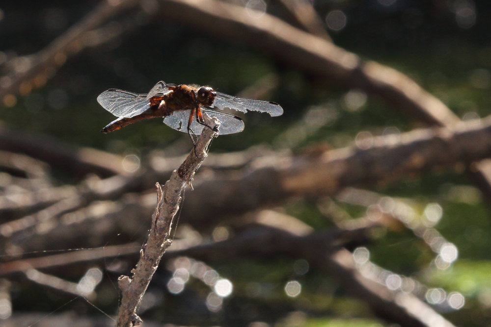 Libellula depressa?  S !