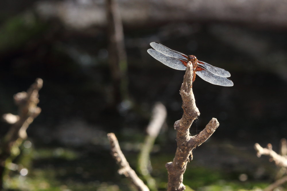 Libellula depressa?  S !