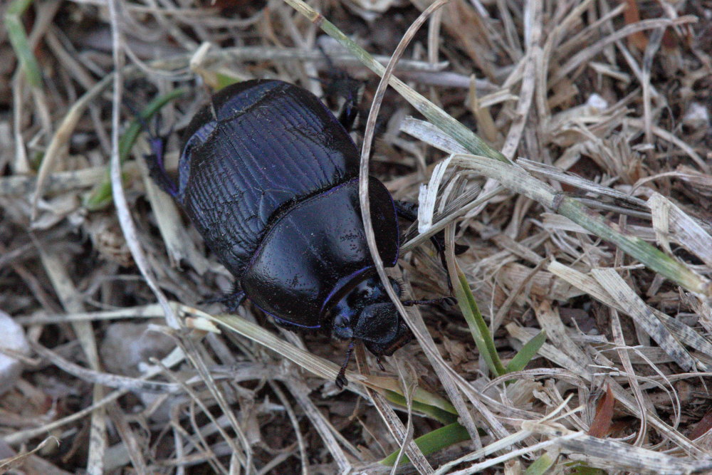 Geotrupes stercorarius? Pare pi G. spiniger