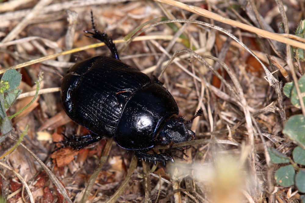 Geotrupes stercorarius? Pare pi G. spiniger