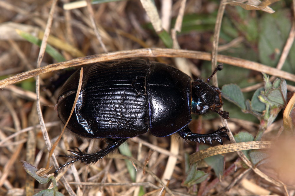 Geotrupes stercorarius? Pare pi G. spiniger