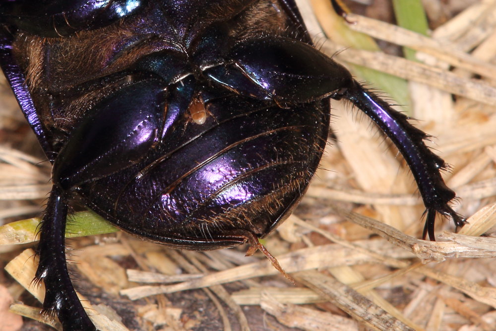 Geotrupes stercorarius? Pare pi G. spiniger