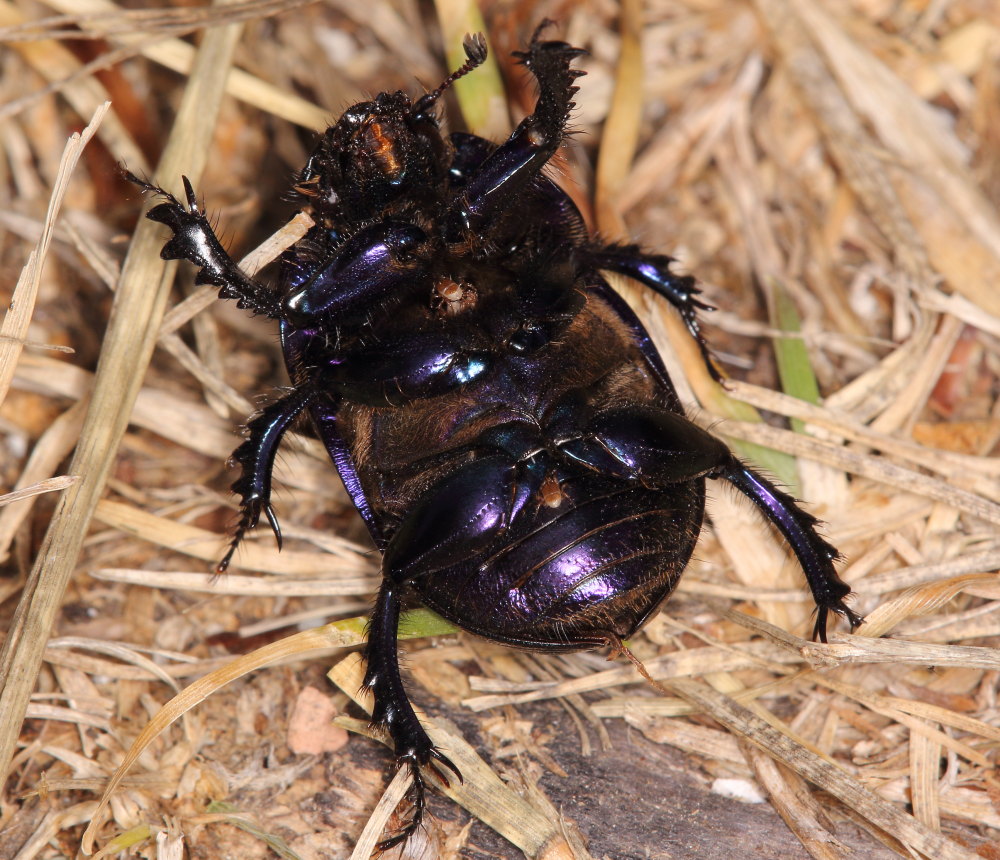 Geotrupes stercorarius? Pare pi G. spiniger