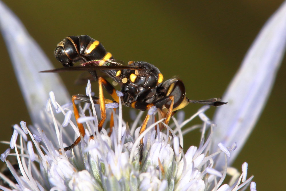 Conopidae:   Conops (Conops) flavipes