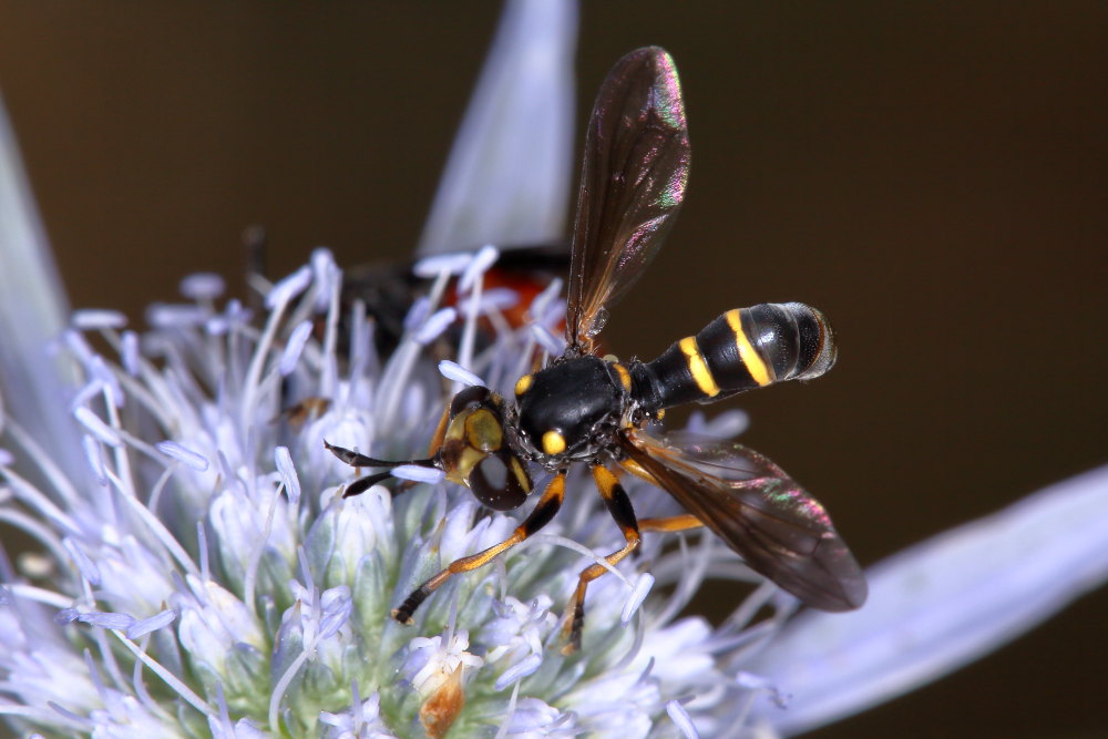 Conopidae:   Conops (Conops) flavipes