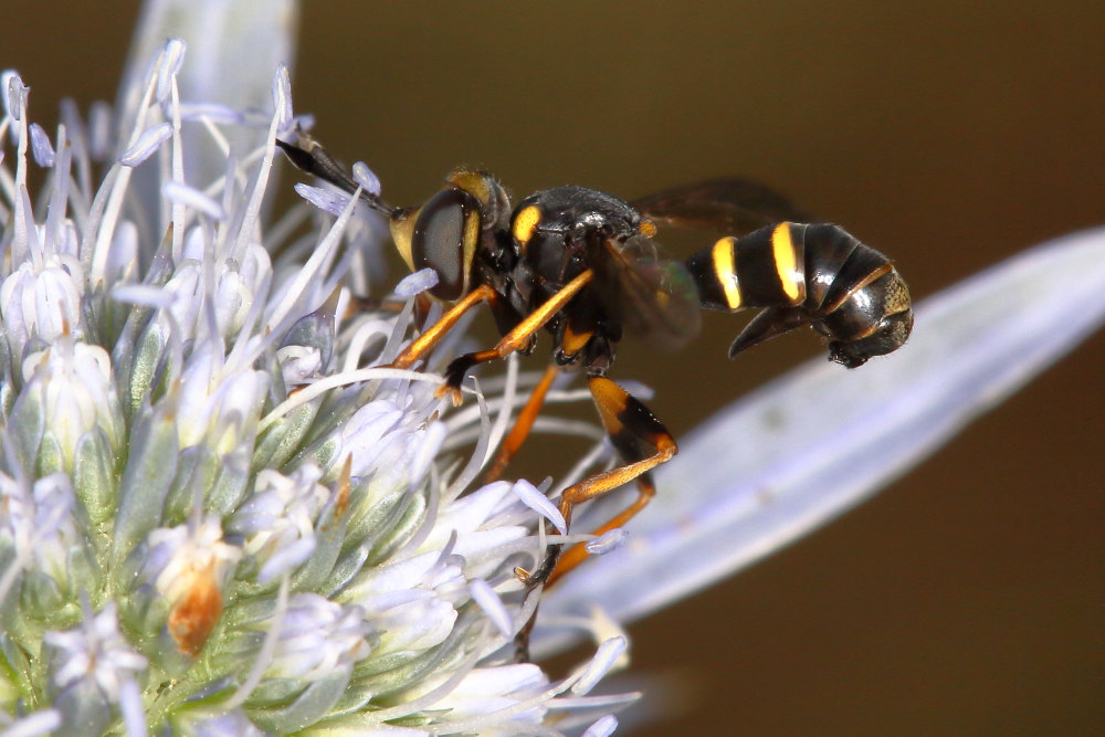 Conopidae:   Conops (Conops) flavipes