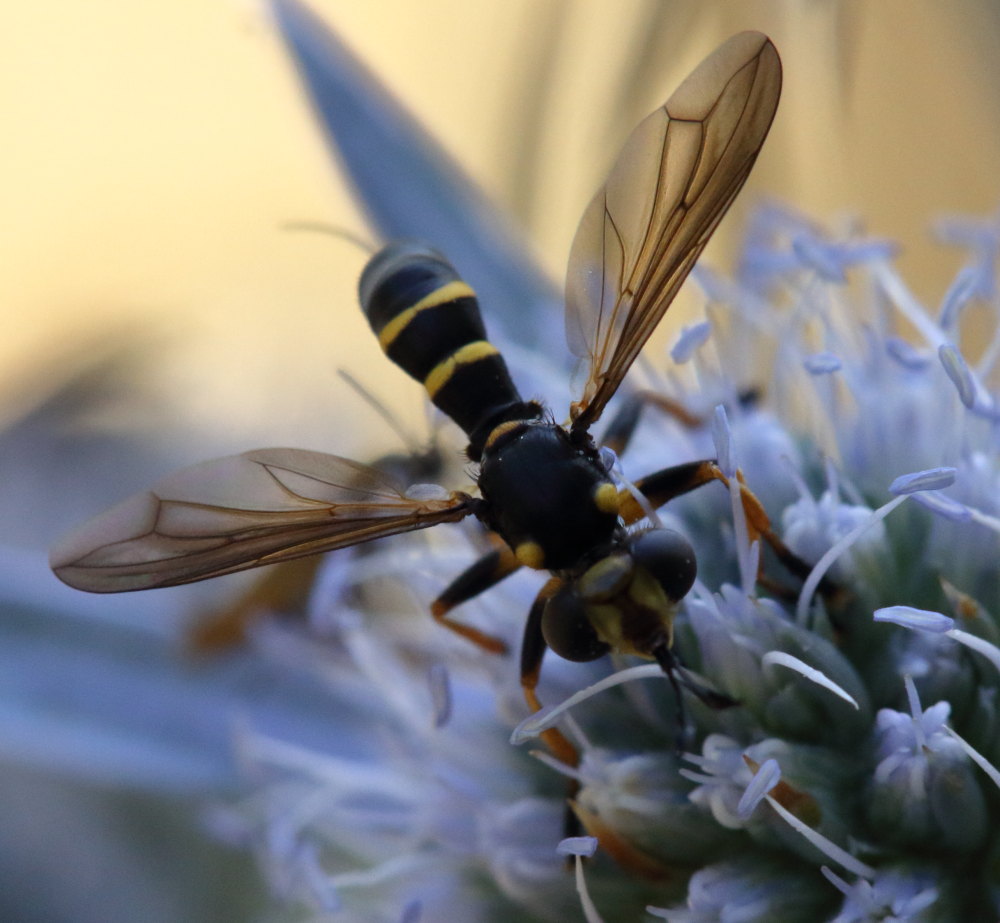 Conopidae:   Conops (Conops) flavipes