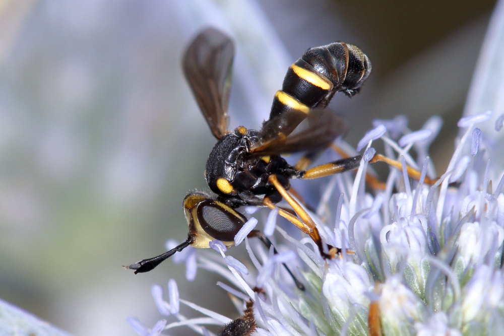 Conopidae:   Conops (Conops) flavipes