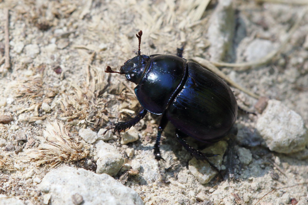 Geotrupidae: Anoplotrupes stercorosus? S.