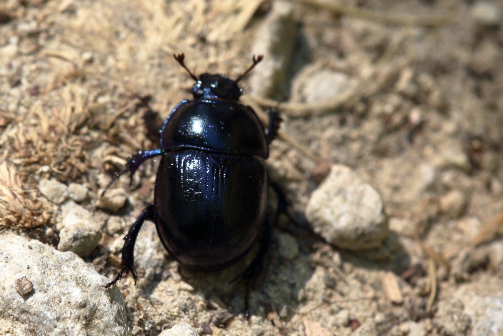 Geotrupidae: Anoplotrupes stercorosus? S.