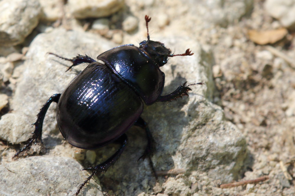 Geotrupidae: Anoplotrupes stercorosus? S.