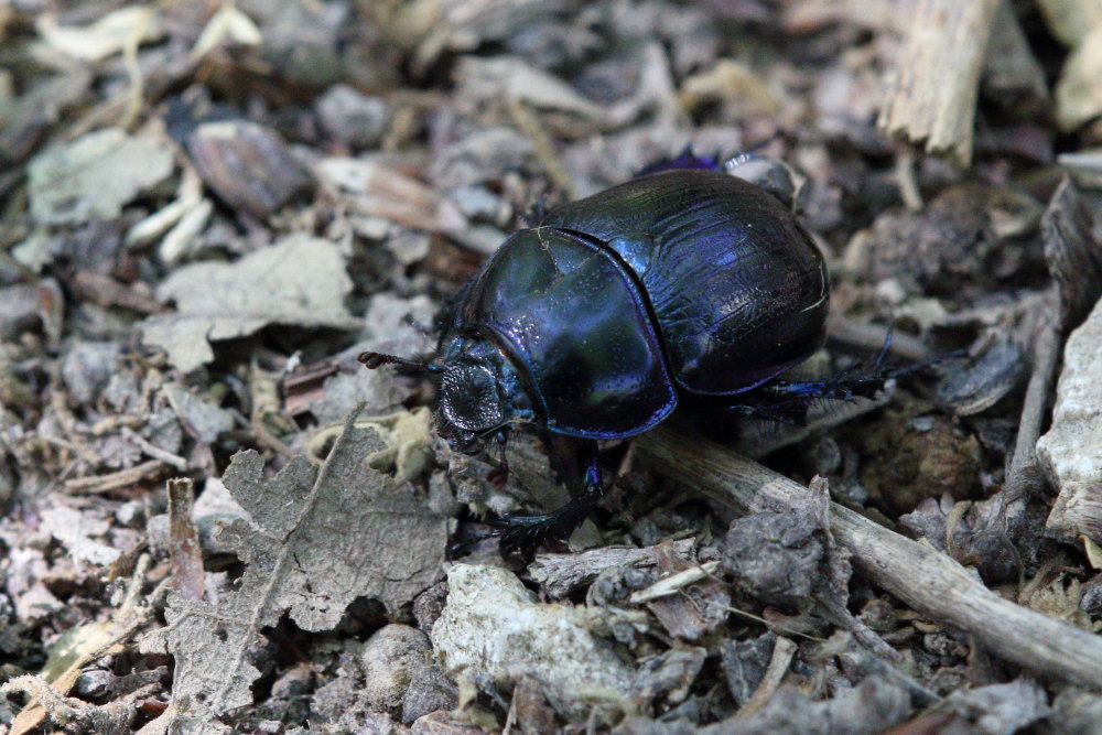 Geotrupidae: Anoplotrupes stercorosus? S.