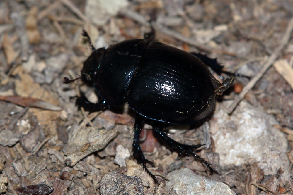 Geotrupidae: Anoplotrupes stercorosus? S.