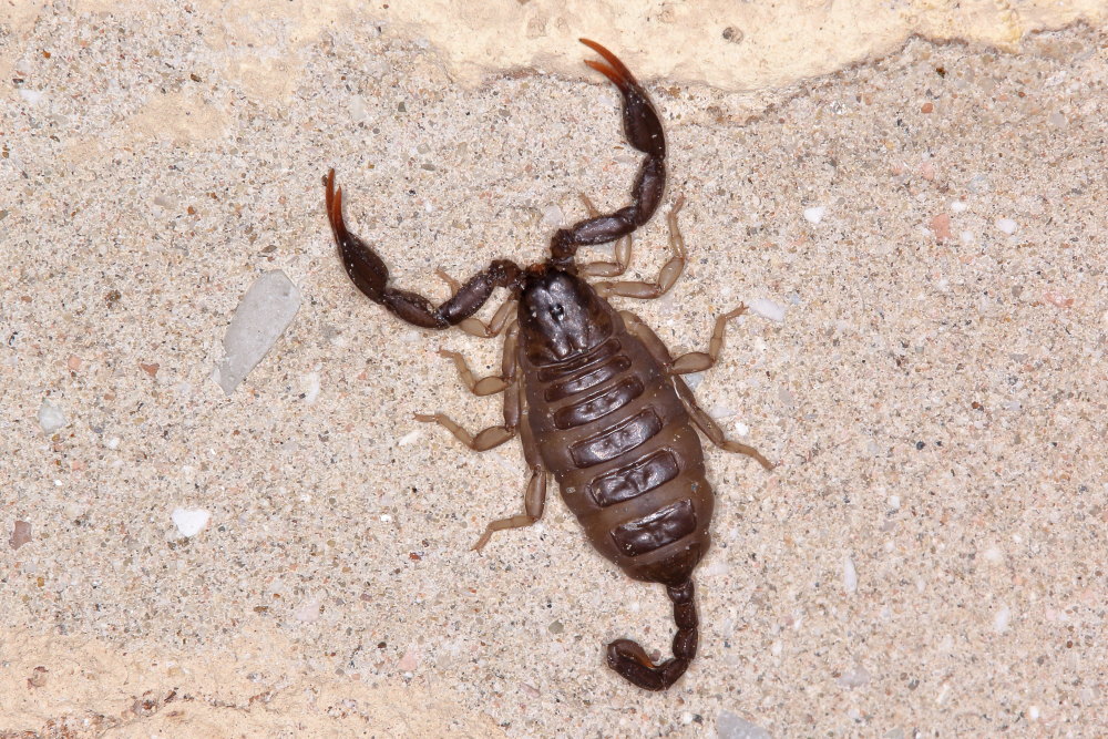 Euscorpius sp. da Frontino (PU)