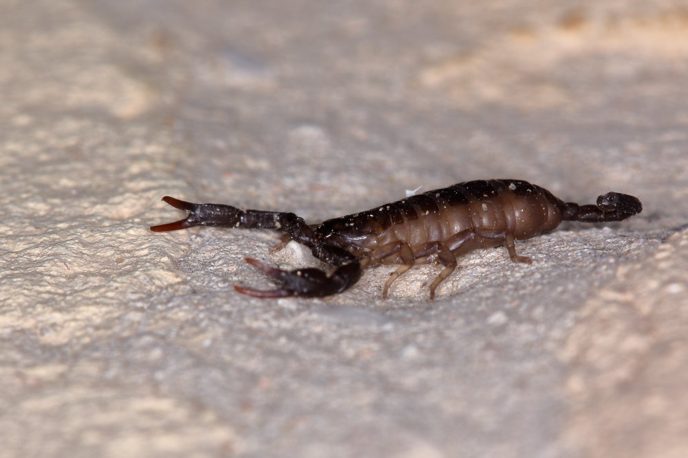 Euscorpius sp. da Frontino (PU)