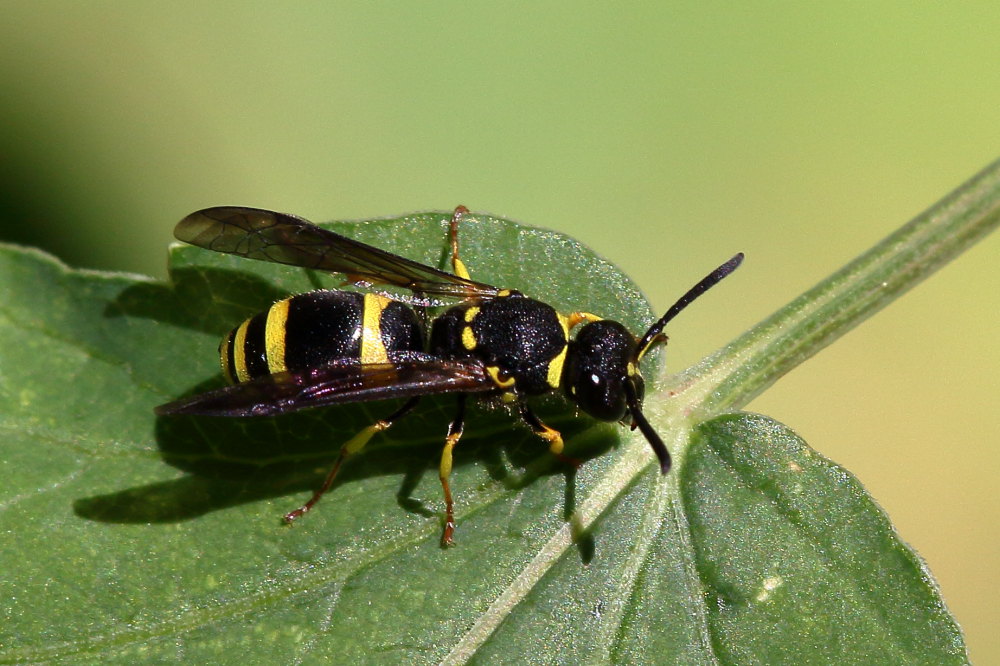 Vespidae Eumeninae: Ancistrocerus sp.