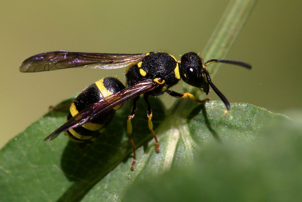 Vespidae Eumeninae: Ancistrocerus sp.