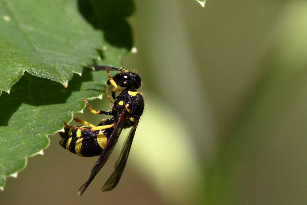 Vespidae Eumeninae: Ancistrocerus sp.