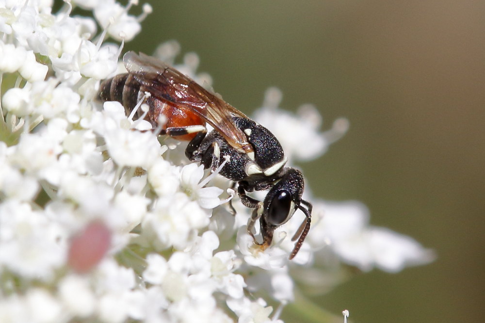 Apidae Colletinae: Hylaeus sp., femmina