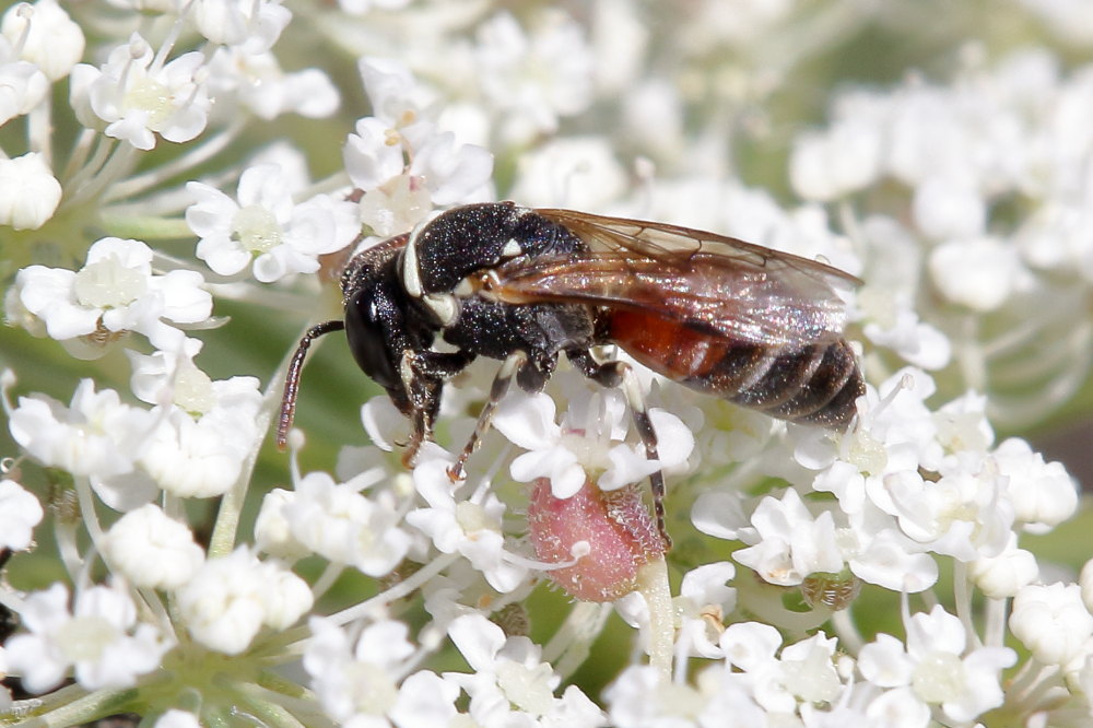 Apidae Colletinae: Hylaeus sp., femmina