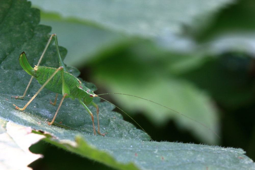 Leptophyes punctatissima?