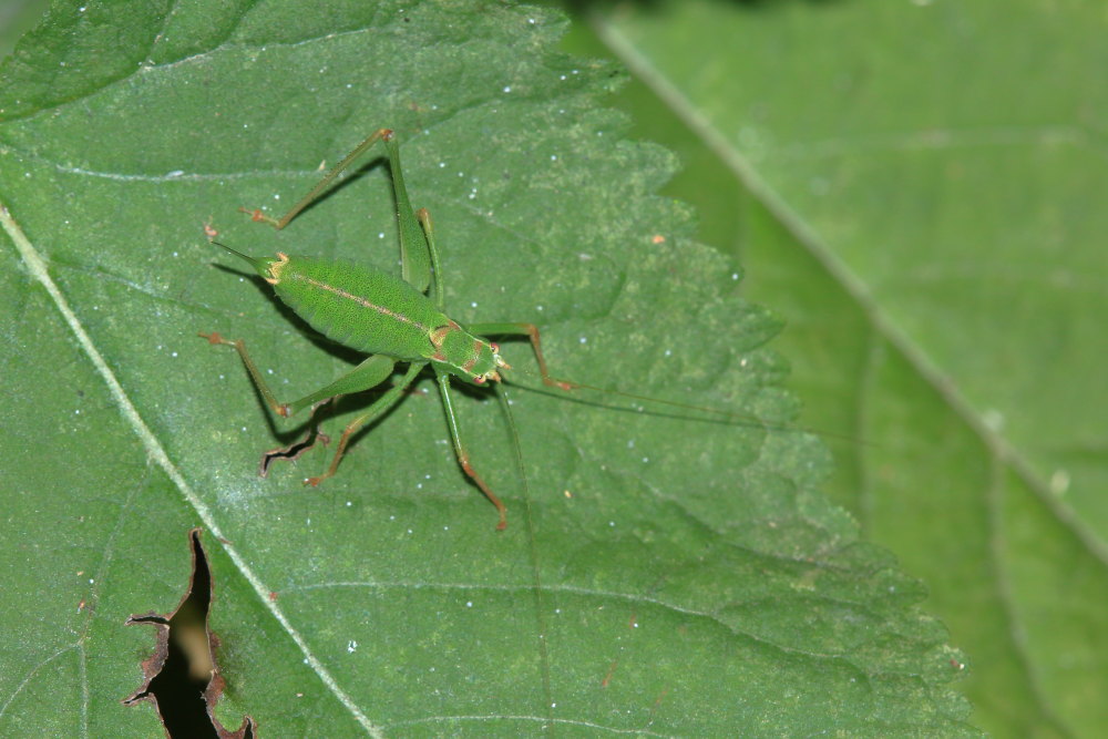 Leptophyes punctatissima?