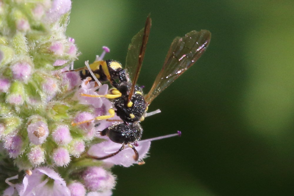 Maschio di Cerceris sabulosa, Crabronidae