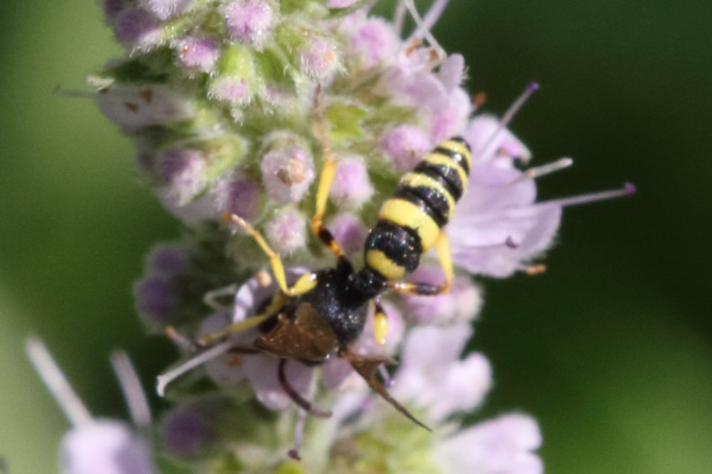 Maschio di Cerceris sabulosa, Crabronidae