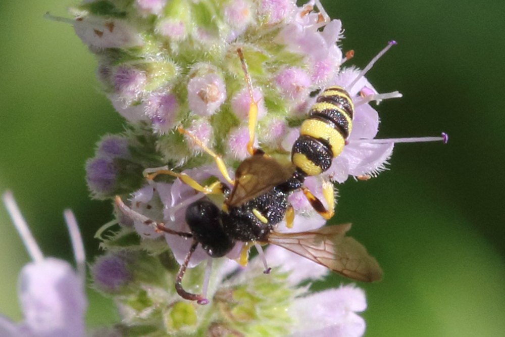 Maschio di Cerceris sabulosa, Crabronidae