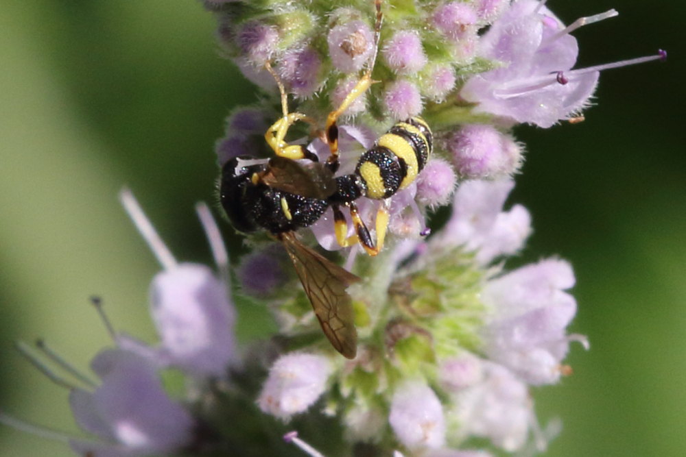 Maschio di Cerceris sabulosa, Crabronidae